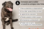 Consejos Para Preparar A Tu Mascota Correctamente