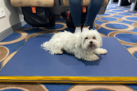 Elegir Un Buen Ferry Para Familias Y Mascotas
