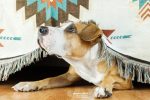 Estrategias Para Mantener La Calma De Tus Animales