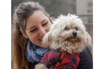 Qué Empacar: Esenciales Para Mascotas En El Ferry