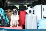 Qué Empacar Para Viajar Con Animales